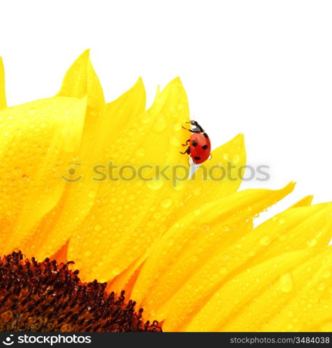 ladybug on sunflower isolated white background