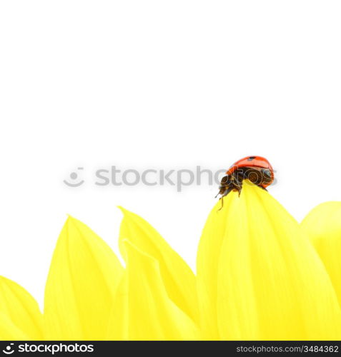 ladybug on sunflower isolated white background