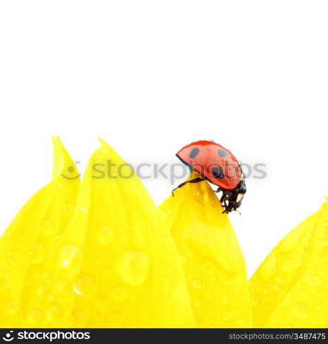 ladybug on sunflower isolated white background