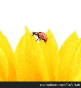 ladybug on sunflower isolated white background