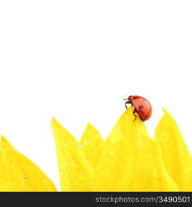 ladybug on sunflower isolated white background