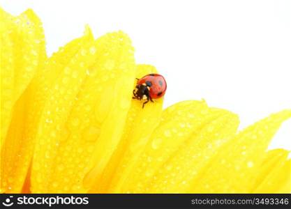 ladybug on sunflower isolated white background