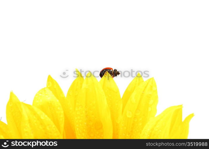 ladybug on sunflower isolated white background