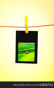 Ladybug on the hanging photo