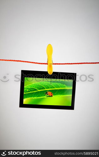 Ladybug on the hanging photo