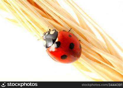 ladybug on wheat isolated white background