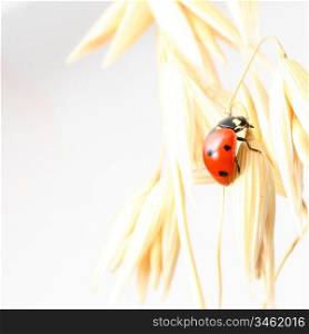 ladybug on wheat isolated white background