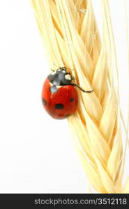 ladybug on wheat isolated white background