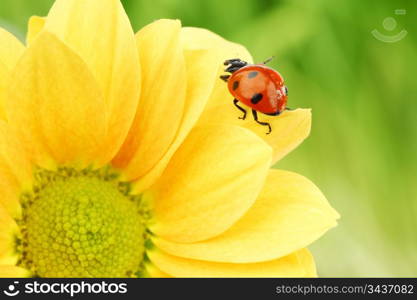 ladybug on yellow flower grass on background