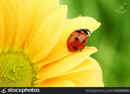 ladybug on yellow flower grass on background