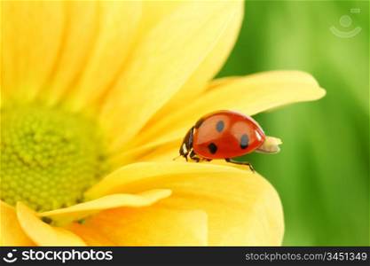 ladybug on yellow flower grass on background