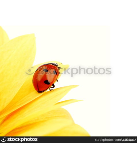 ladybug on yellow flower grass on background