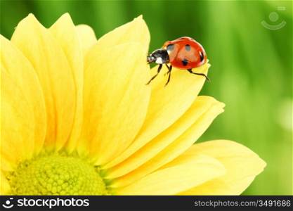 ladybug on yellow flower grass on background