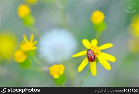 Ladybug on yellow flower in spring time