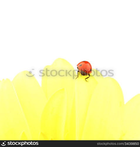 ladybug on yellow flower isolated on white background