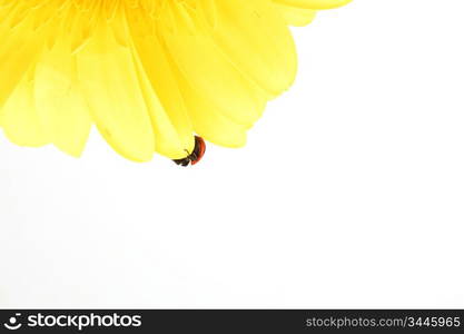 ladybug on yellow flower isolated on white background