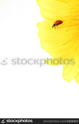 ladybug on yellow flower isolated on white background