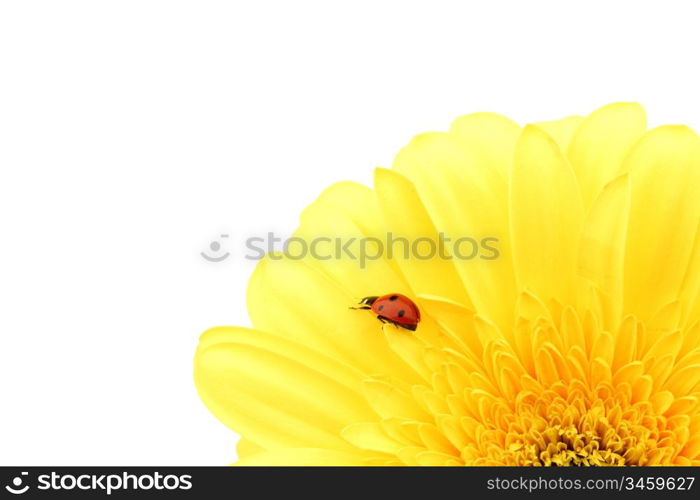 ladybug on yellow flower isolated on white background