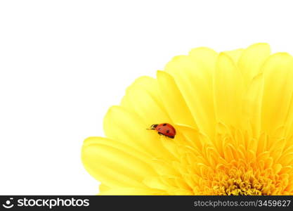 ladybug on yellow flower isolated on white background