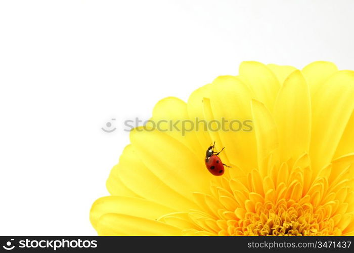 ladybug on yellow flower isolated on white background