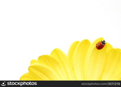 ladybug on yellow flower isolated on white background