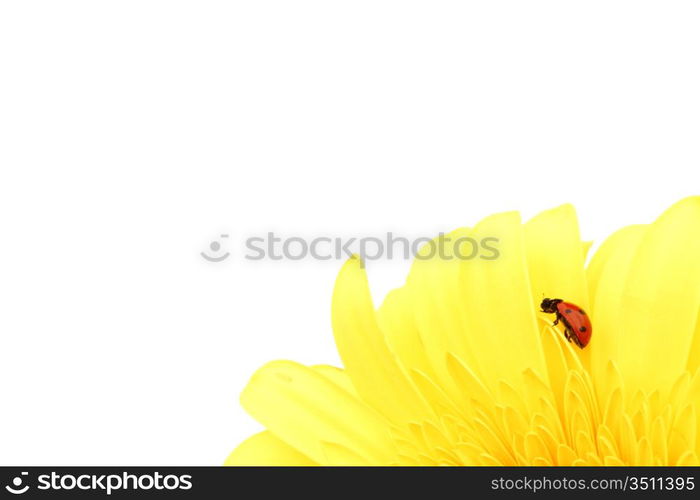 ladybug on yellow flower isolated on white background