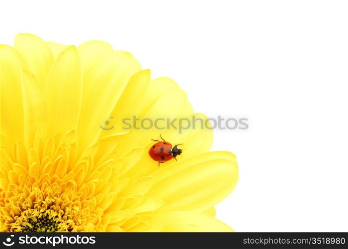 ladybug on yellow flower isolated on white background