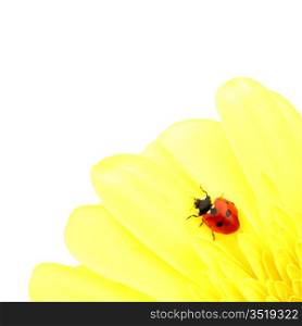 ladybug on yellow flower isolated on white background