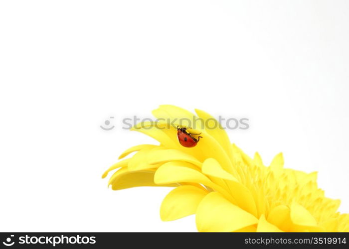 ladybug on yellow flower isolated on white background