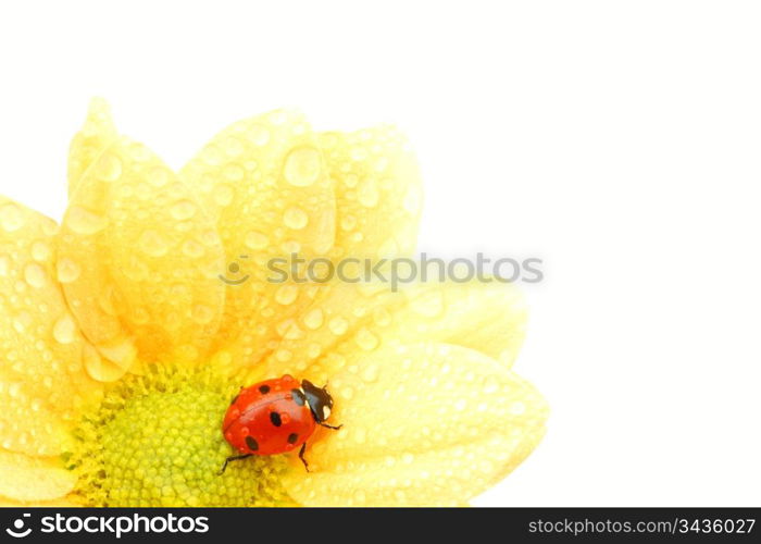 ladybug on yellow flower isolated white background