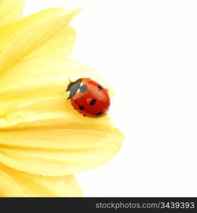 ladybug on yellow flower isolated white background