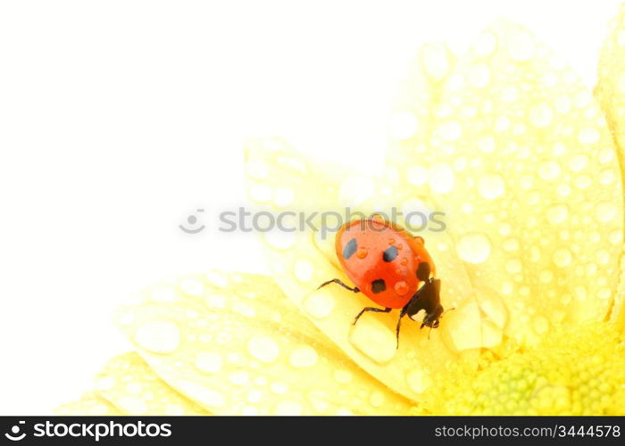 ladybug on yellow flower isolated white background