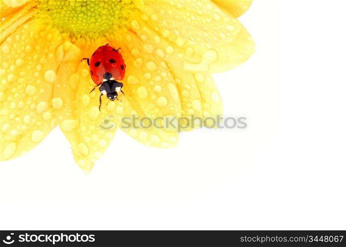 ladybug on yellow flower isolated white background
