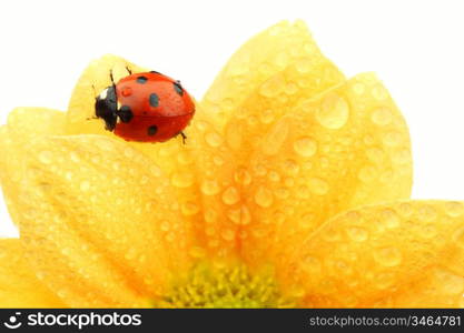 ladybug on yellow flower isolated white background