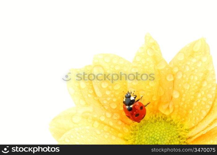 ladybug on yellow flower isolated white background