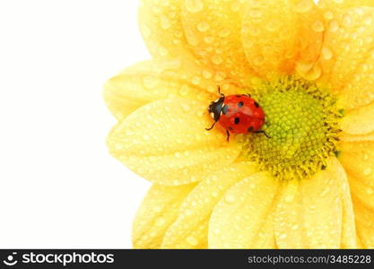 ladybug on yellow flower isolated white background