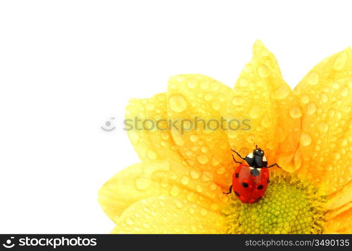 ladybug on yellow flower isolated white background