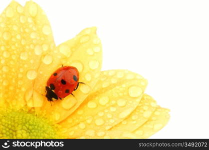 ladybug on yellow flower isolated white background