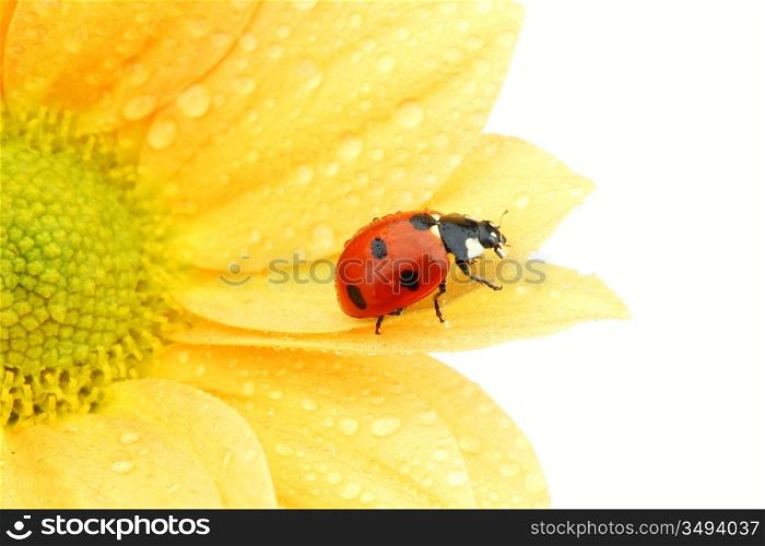 ladybug on yellow flower isolated white background