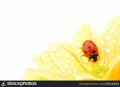 ladybug on yellow flower isolated white background