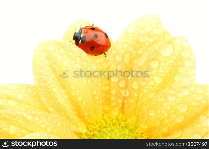 ladybug on yellow flower isolated white background