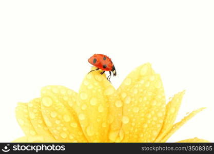 ladybug on yellow flower isolated white background