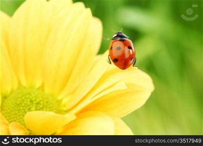 ladybug on yellow flower macro close up