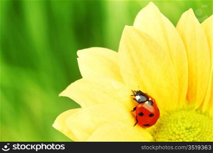 ladybug on yellow flower macro close up