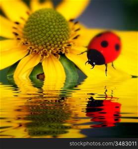 ladybug reflect in 3d water nature concept