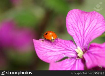 ladybug sits on a flower