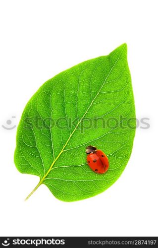 Ladybug sitting on a fresh green leaf