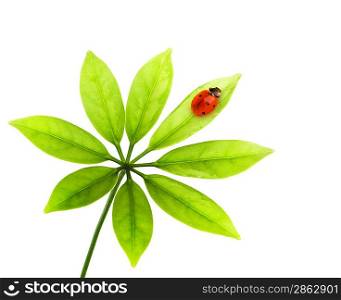 Ladybug sitting on a green leaf. Isolated on white background