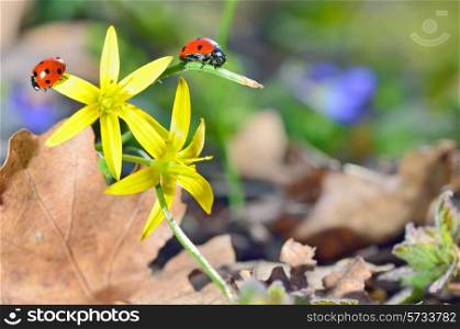 Ladybugs (Coccinella) on yellow flower petal
