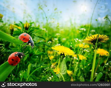 Ladybugs on leaves against dawn.